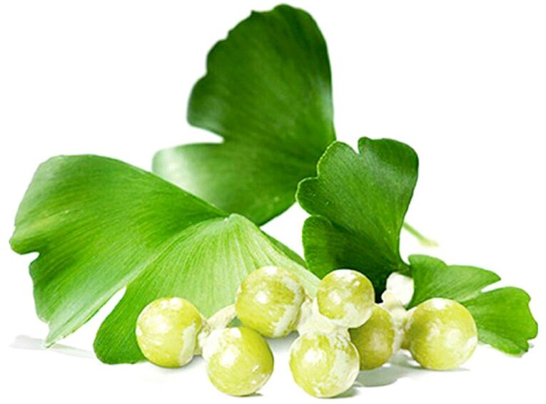 Ginkgo biloba lehed parandavad vereringet peenise kudedes
