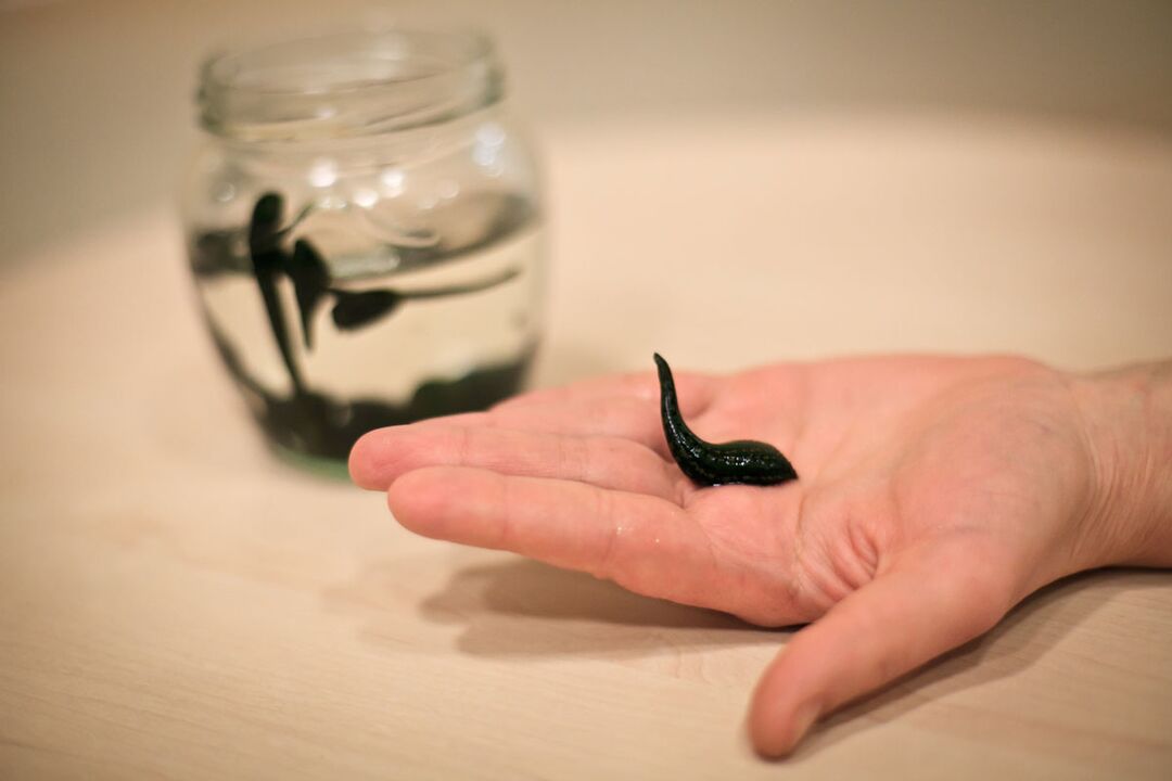 Leeches on tooraineks peenise kasvu stimuleeriva kreemi tootmiseks